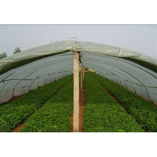 龍薯9號紅薯苗圖片/龍薯9號紅薯苗樣板圖 (3)