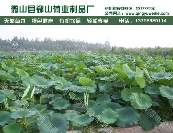 供應(yīng)可以做荷葉雞的荷葉圖片/供應(yīng)可以做荷葉雞的荷葉樣板圖 (3)