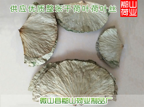 荷葉的營養(yǎng)價值圖片/荷葉的營養(yǎng)價值樣板圖 (1)