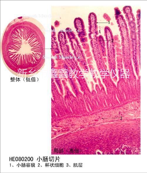 鑫鑫教学主营：生物切片：小肠切片图片