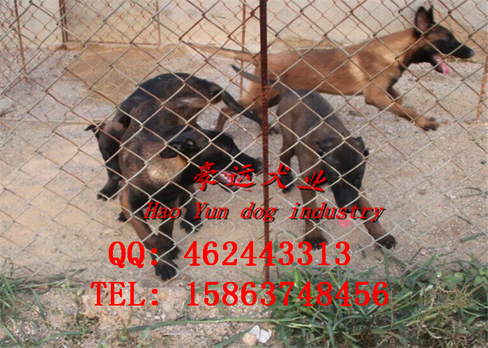 哪里有賣馬犬的圖片/哪里有賣馬犬的樣板圖 (2)