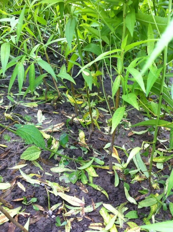 水蜜桃圖片/水蜜桃樣板圖 (4)