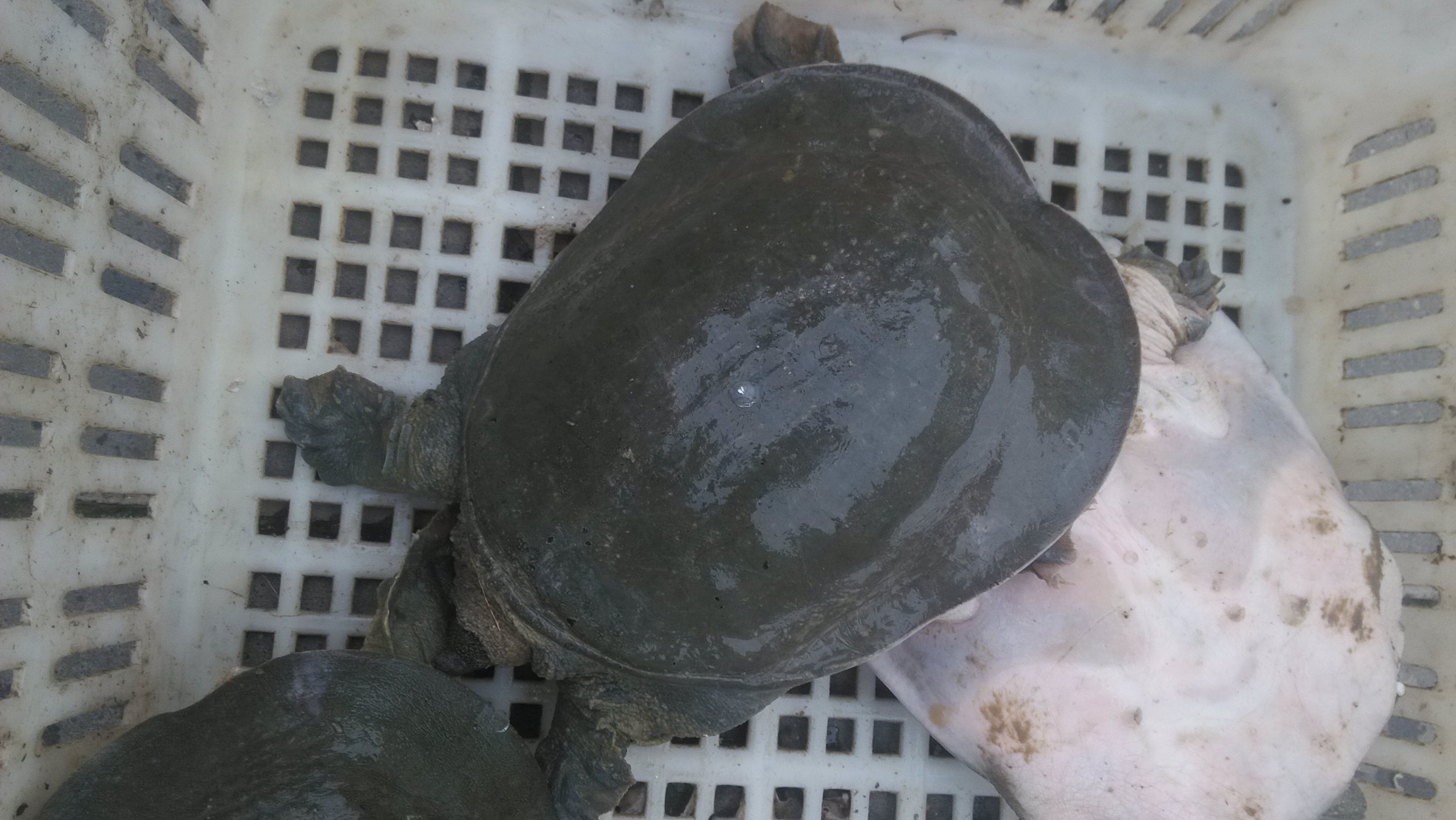 甲魚苗圖片/甲魚苗樣板圖 (1)