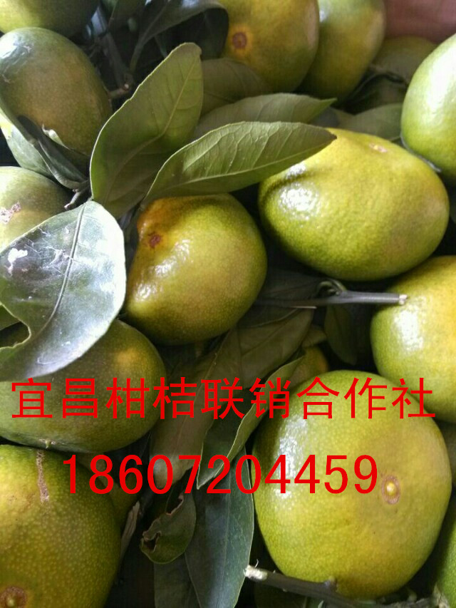 柑橘圖片/柑橘樣板圖 (3)