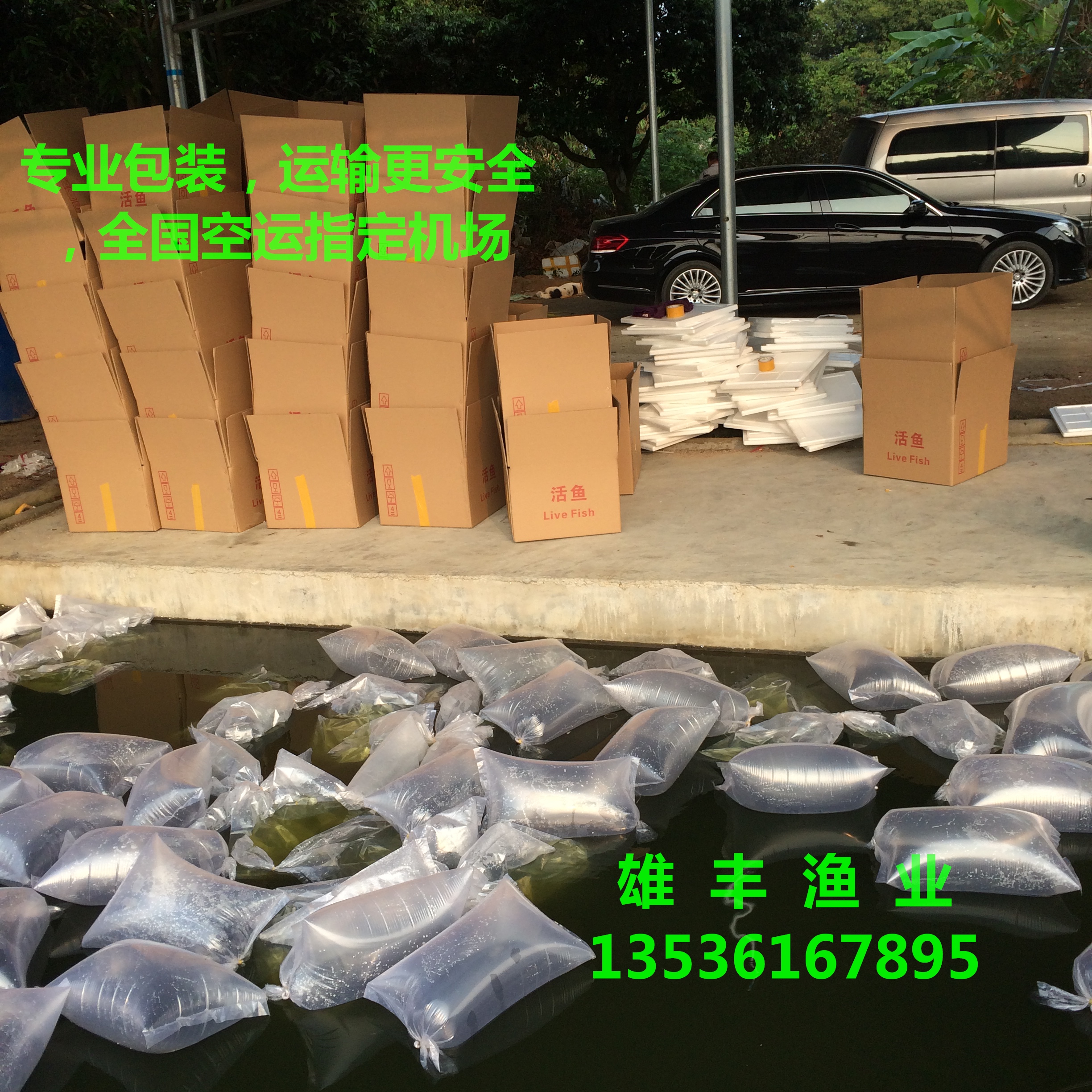 魚苗圖片/魚苗樣板圖 (1)