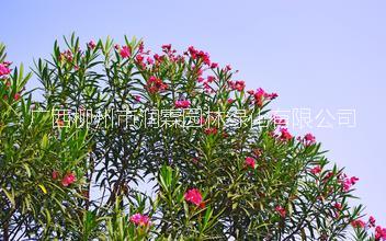 廣西供應(yīng) 夾竹桃 廣西夾竹桃報價圖片