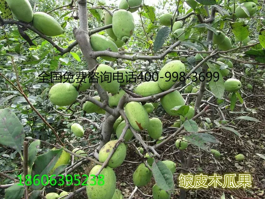 海棠木瓜,木瓜海棠，木瓜西府海棠圖片