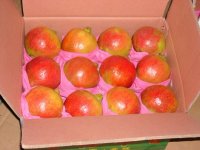 新鮮水果圖片/新鮮水果樣板圖 (2)