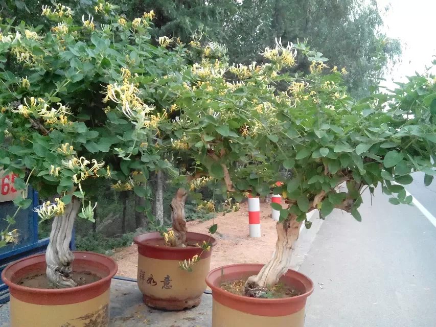 供應(yīng)黃金銀花.金銀花臨沂基地，平邑縣金銀花種植合作