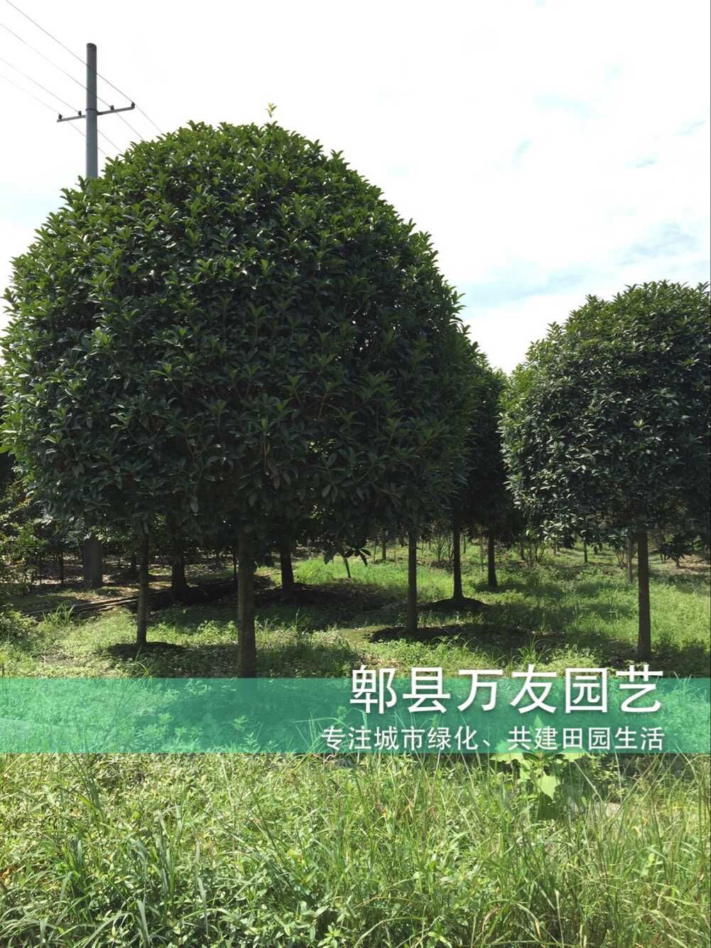 桂花基地圖片/桂花基地樣板圖 (4)