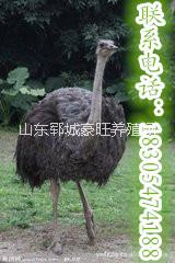 供應(yīng)長的快經(jīng)濟效益好的鴕鳥