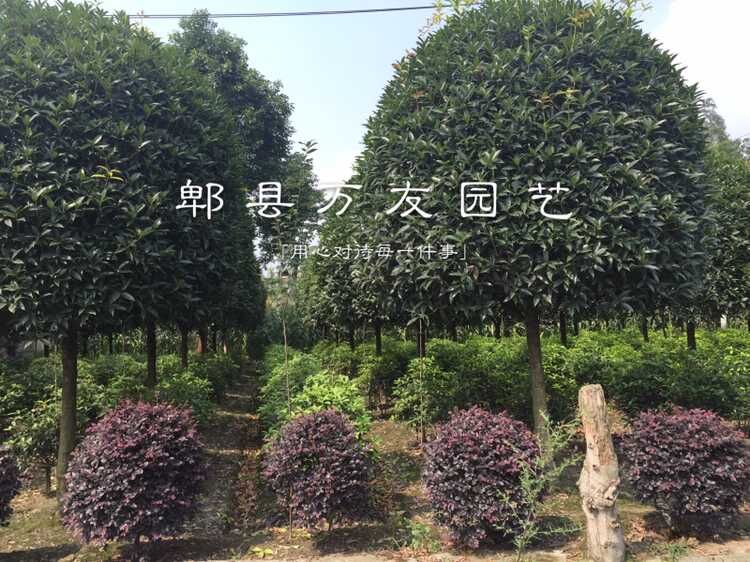 高桿桂花圖片/高桿桂花樣板圖 (4)