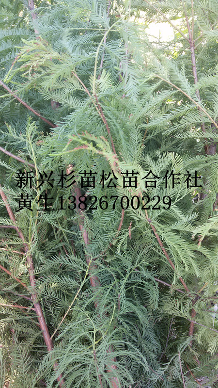 杉苗圖片/杉苗樣板圖 (1)