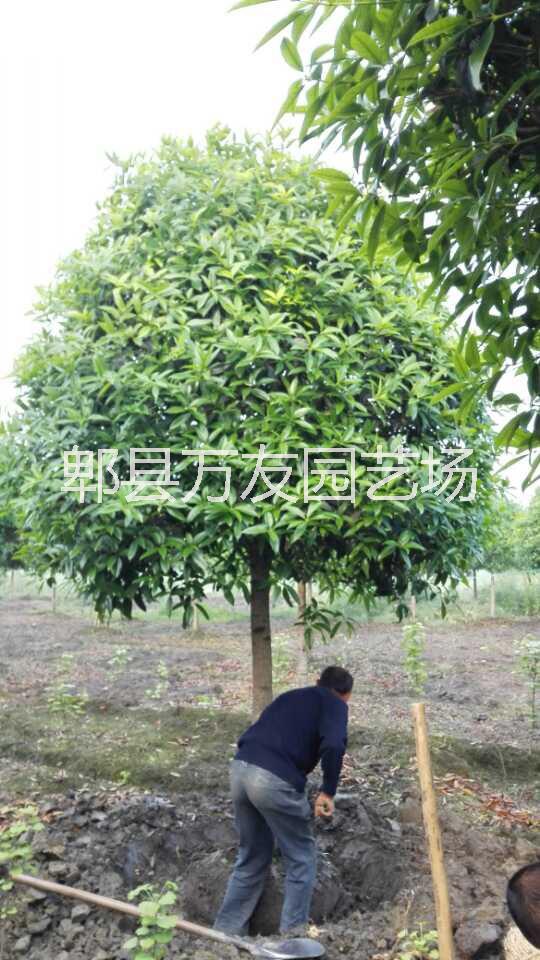 供應(yīng)成都桂花批發(fā)/高桿桂花基地/成都高桿桂花基地