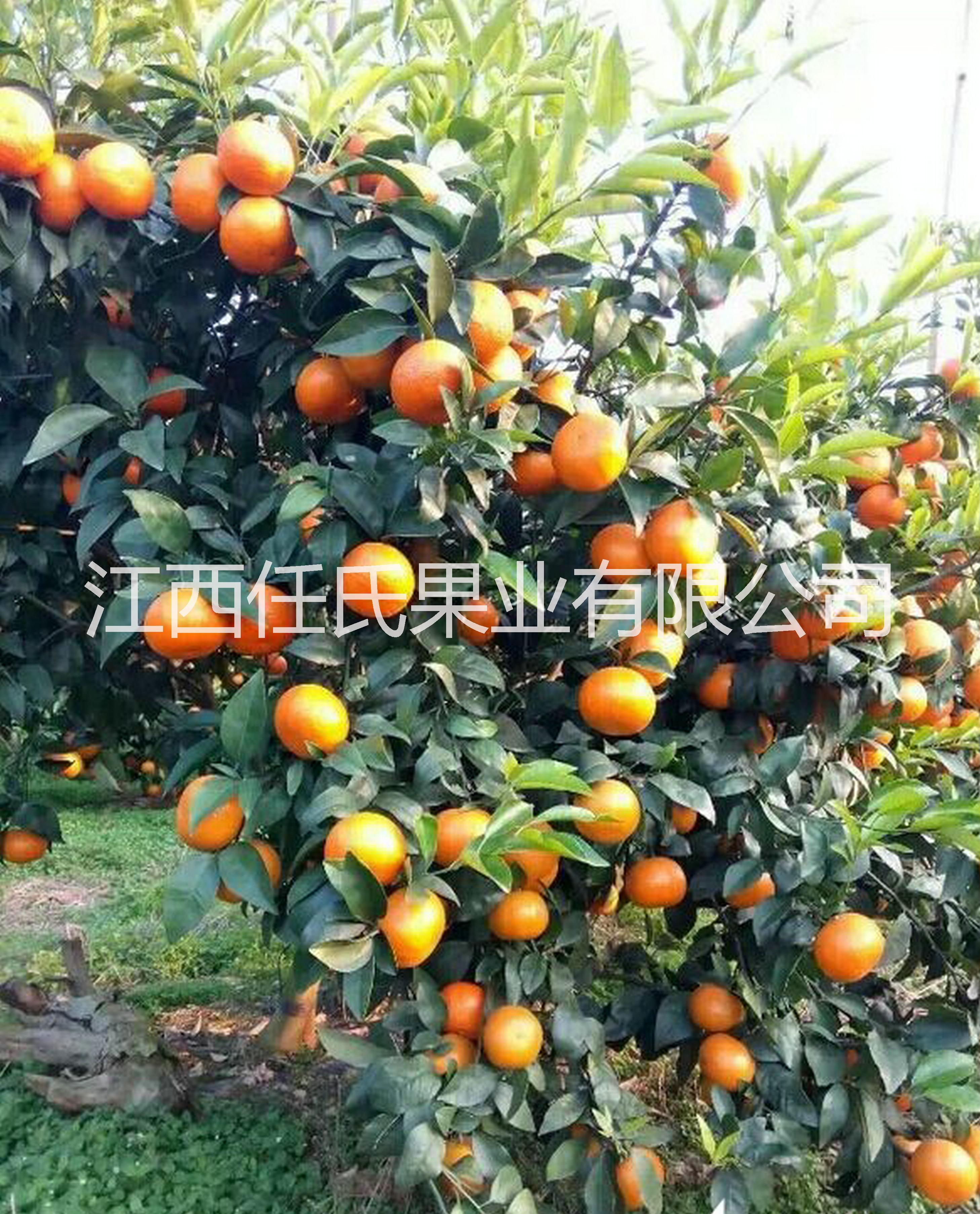 柑苗圖片/柑苗樣板圖 (1)