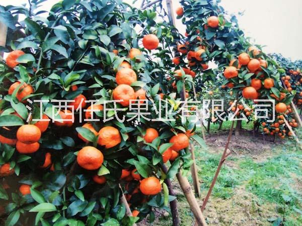 柑苗圖片/柑苗樣板圖 (4)