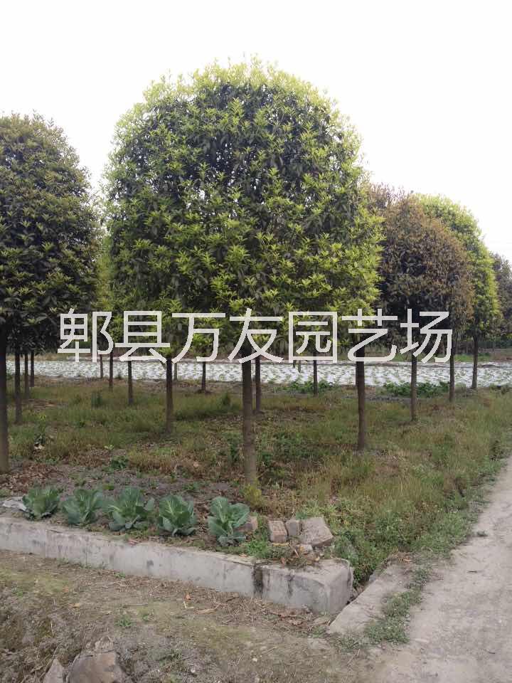 成都高桿桂花圖片/成都高桿桂花樣板圖 (1)