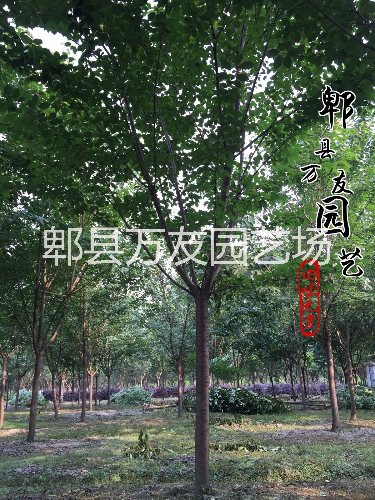 四川高杆樱花批发供应四川高杆樱花批发/四川高杆樱花批发基地/成都高杆樱花价格