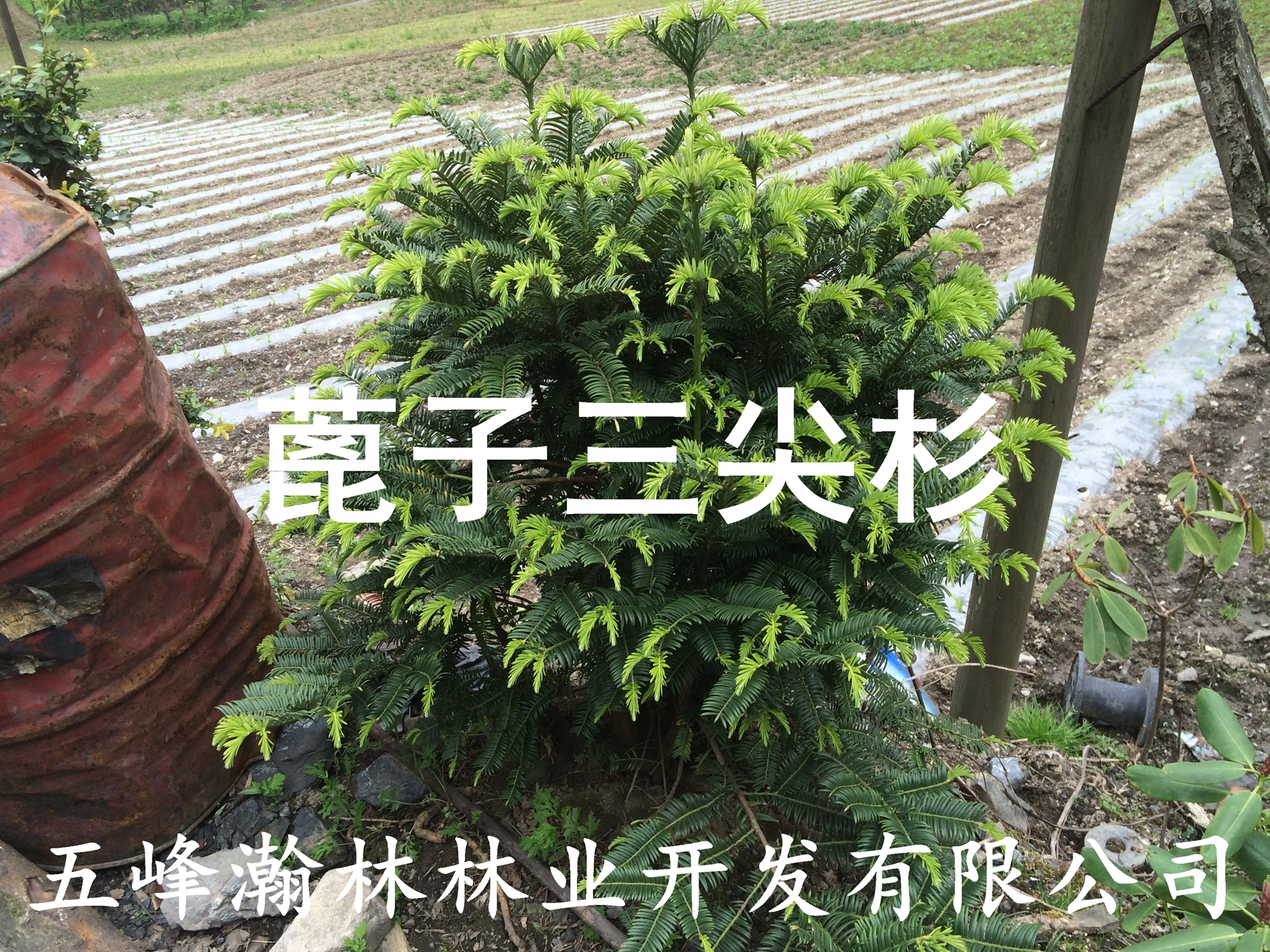 蓖子三尖杉苗圖片/蓖子三尖杉苗樣板圖 (1)