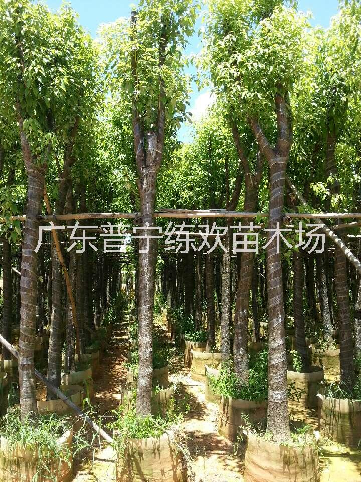 香樟樹圖片/香樟樹樣板圖 (4)