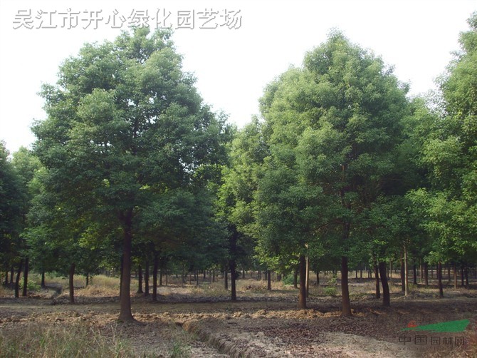 大葉女貞苗木圖片/大葉女貞苗木樣板圖 (1)
