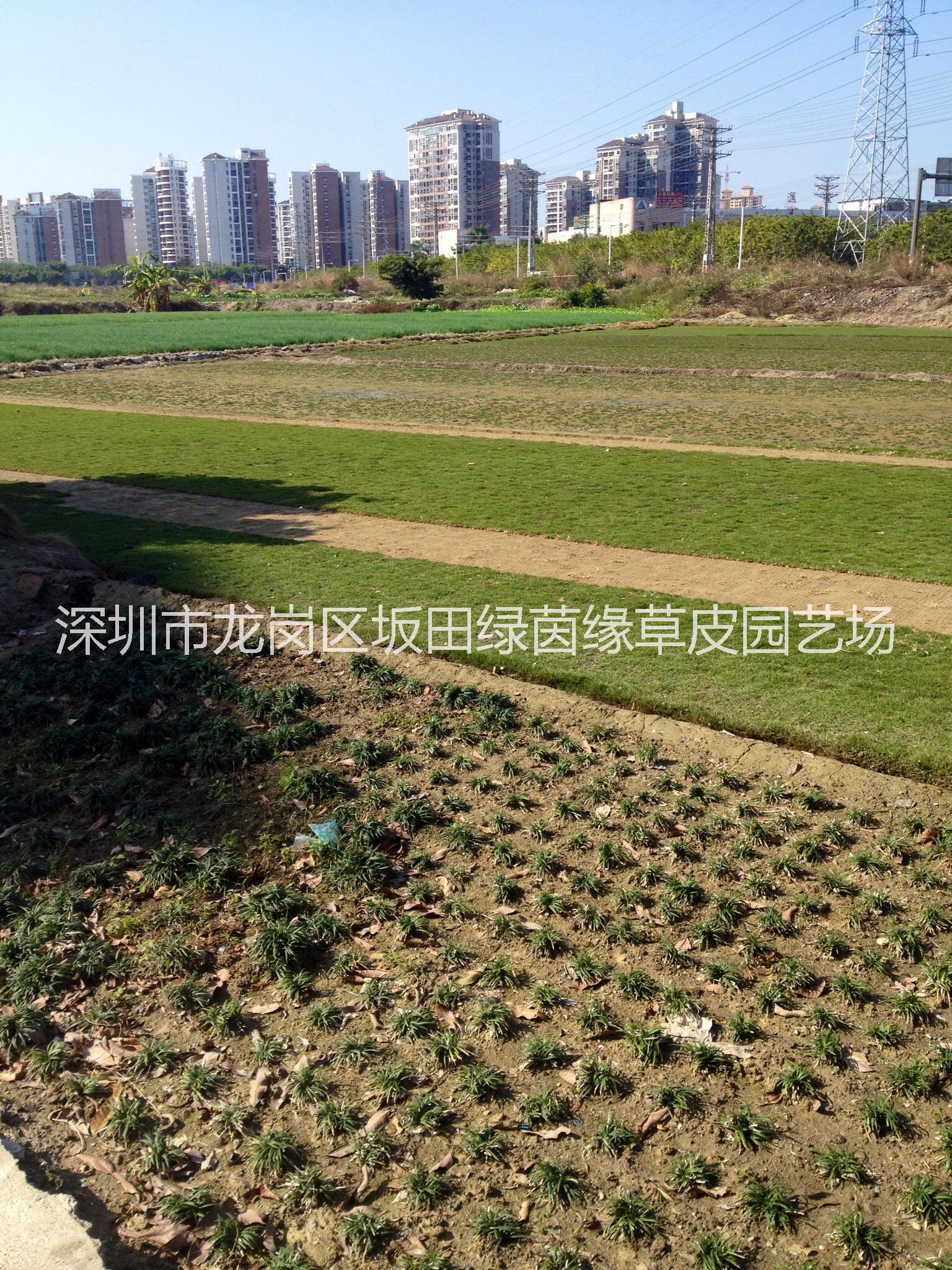 供應用于園林地被草的惠州市玉龍草【綠茵緣】基地批發(fā)：玉龍草，臺灣草，馬尼拉草皮。大葉油草皮