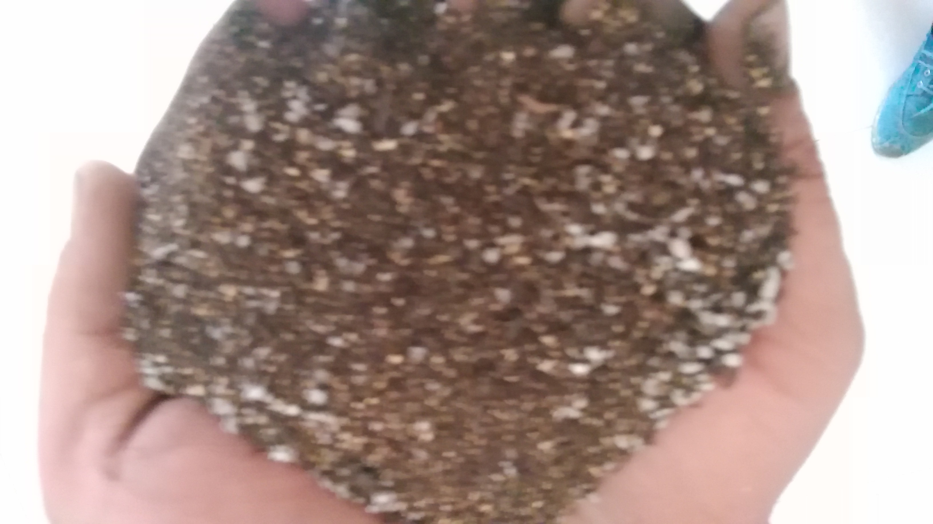 育苗基質(zhì)圖片/育苗基質(zhì)樣板圖 (3)