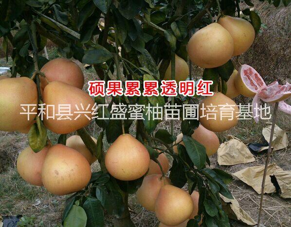 供應(yīng)種植什么品種蜜柚*平和三紅蜜柚前景好