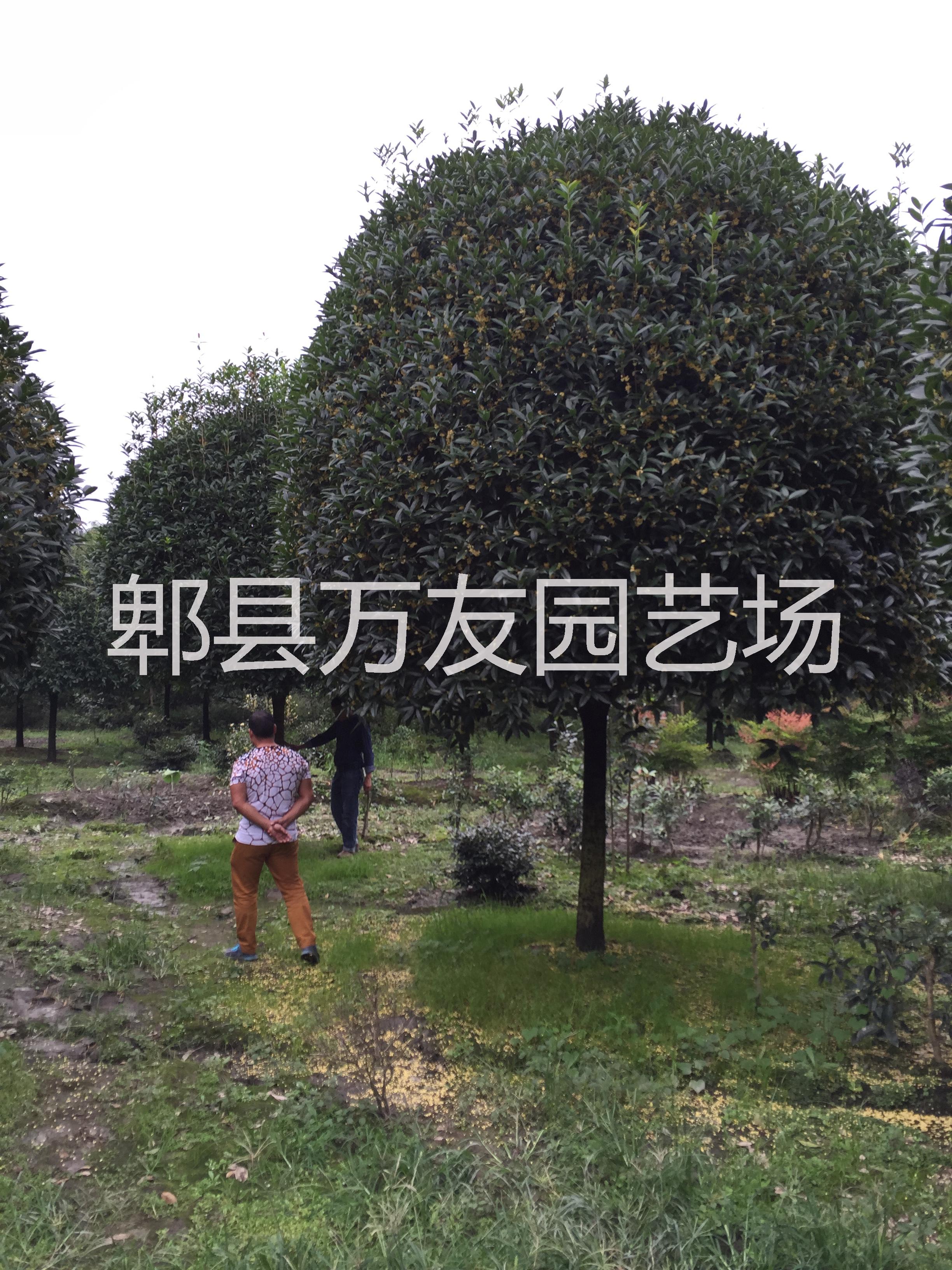 成都高桿桂花圖片/成都高桿桂花樣板圖 (3)