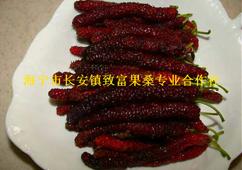臺(tái)灣長(zhǎng)果桑苗圖片/臺(tái)灣長(zhǎng)果桑苗樣板圖 (2)