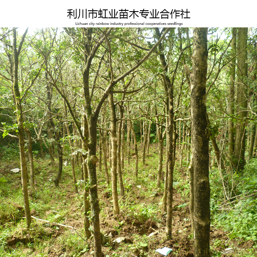 高山小葉瓜子黃楊圖片