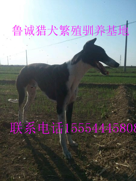 惠比特犬图片/惠比特犬样板图 (3)