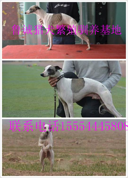 惠比特犬图片/惠比特犬样板图 (2)