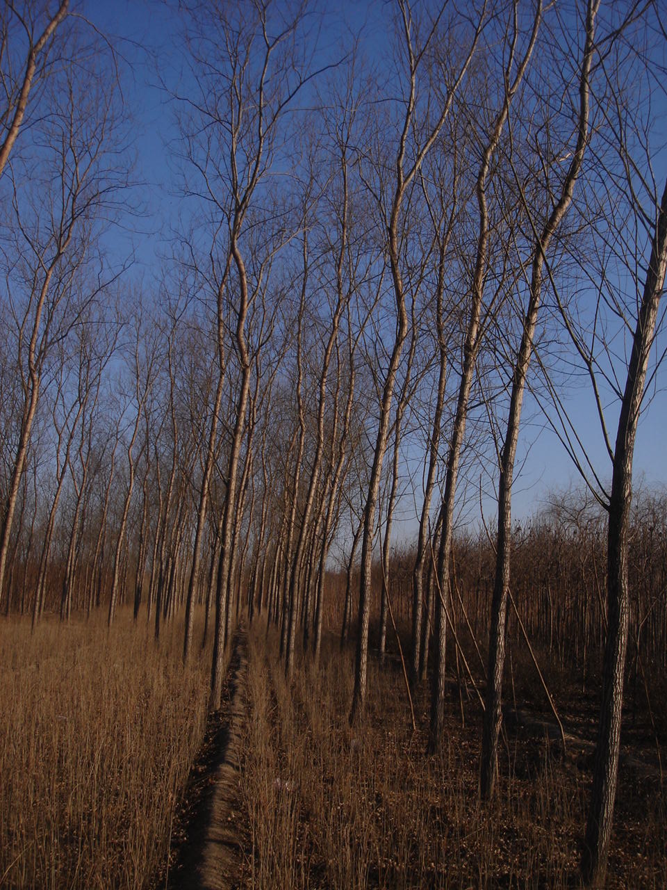 毛白楊圖片/毛白楊樣板圖 (3)