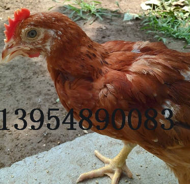 泰安大紅雞苗圖片/泰安大紅雞苗樣板圖 (2)