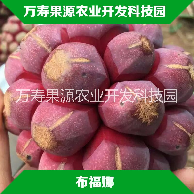 供應(yīng)優(yōu)質(zhì)布福娜 黑老虎直銷 香繡球人面果大量出售