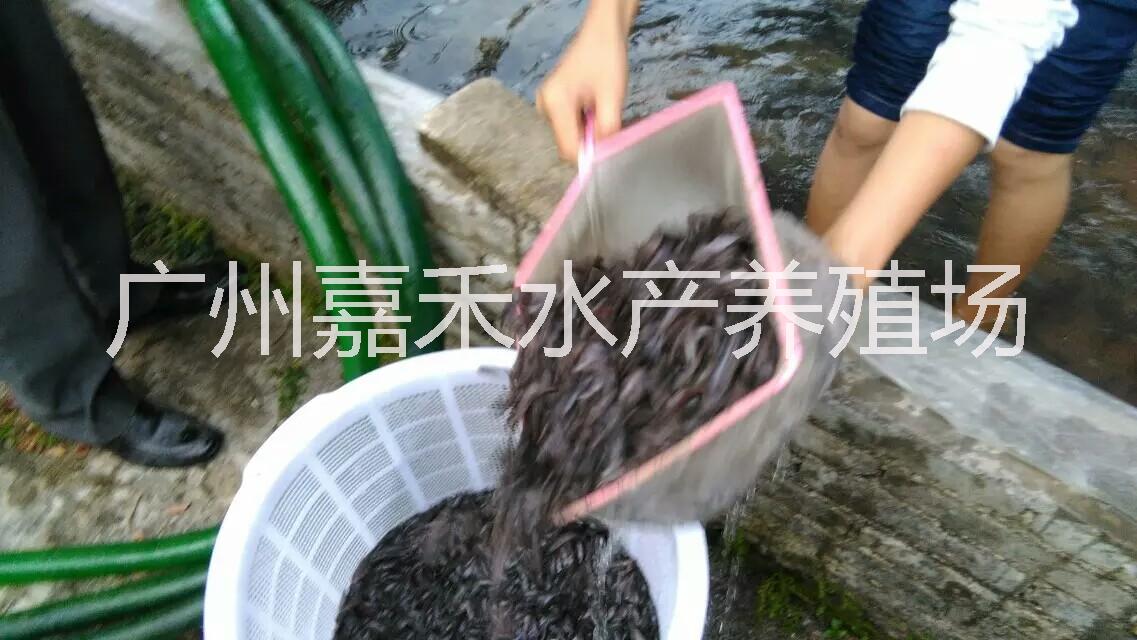 全國(guó)本地塘鲺魚(yú)苗批發(fā)圖片/全國(guó)本地塘鲺魚(yú)苗批發(fā)樣板圖 (3)