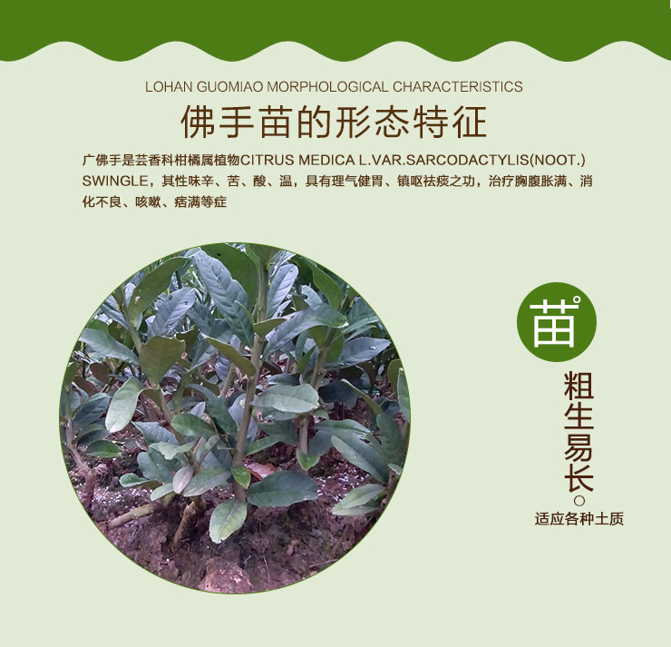 佛手苗圖片/佛手苗樣板圖 (2)