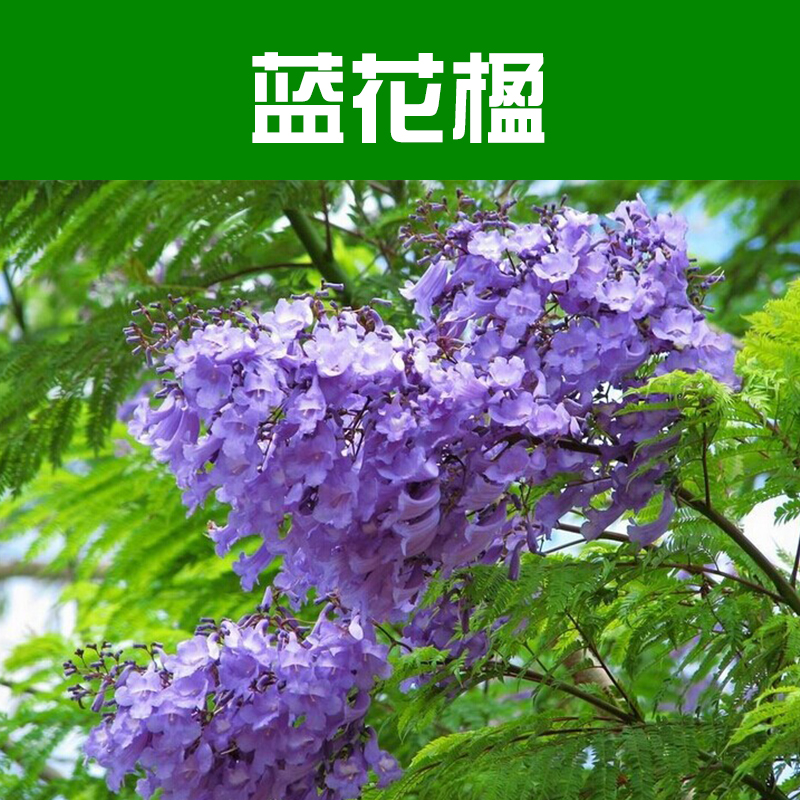 供应蓝花楹 蓝花楹报价 风景树 柳州绿化苗木基地图片