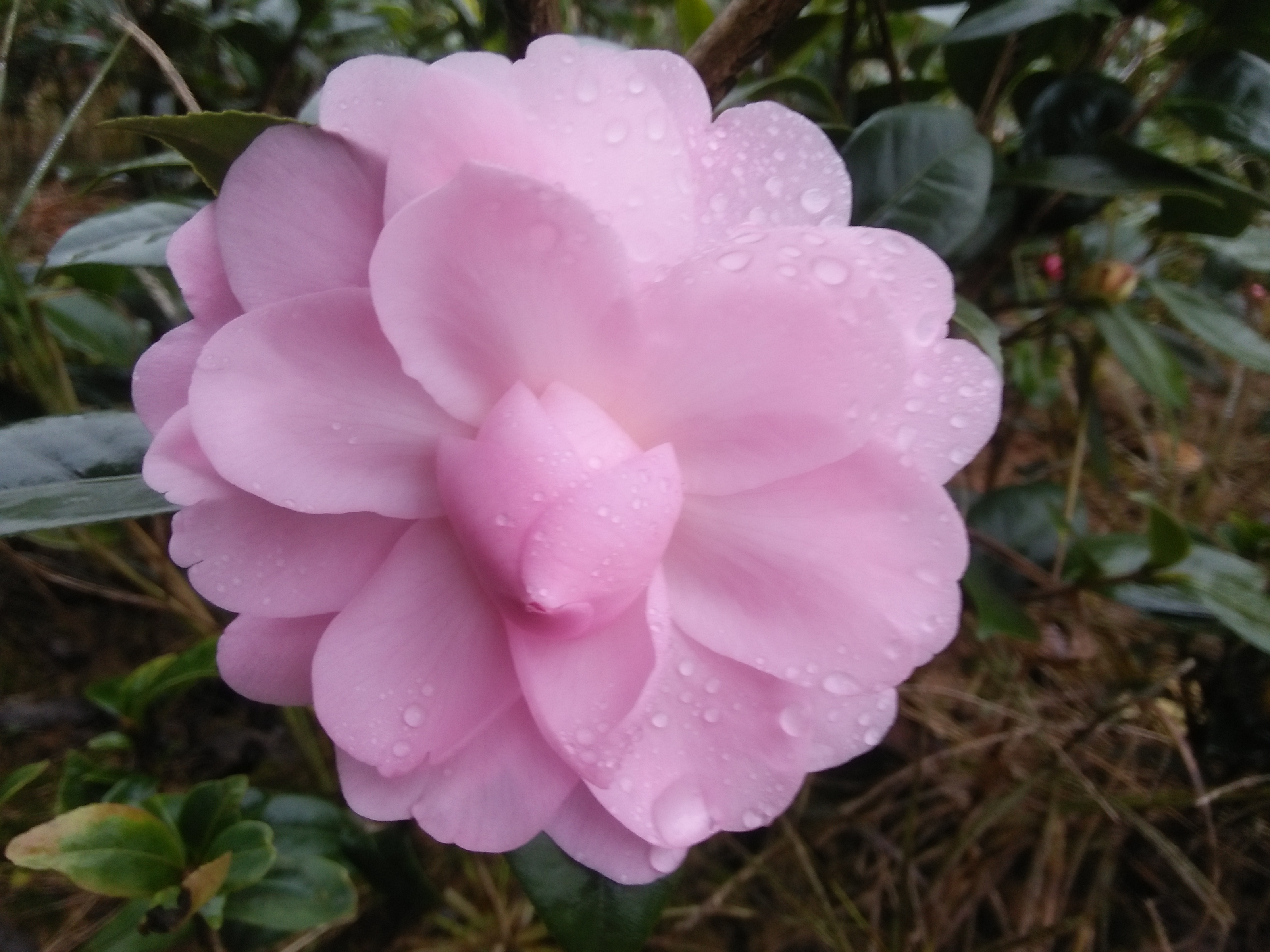金華茶花扦插苗圖片