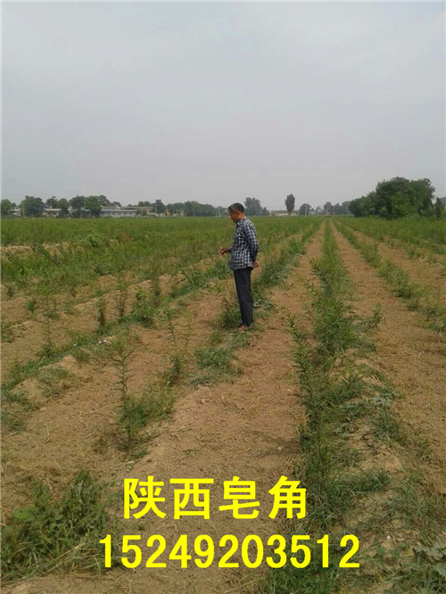 皂角樹苗圖片/皂角樹苗樣板圖 (2)