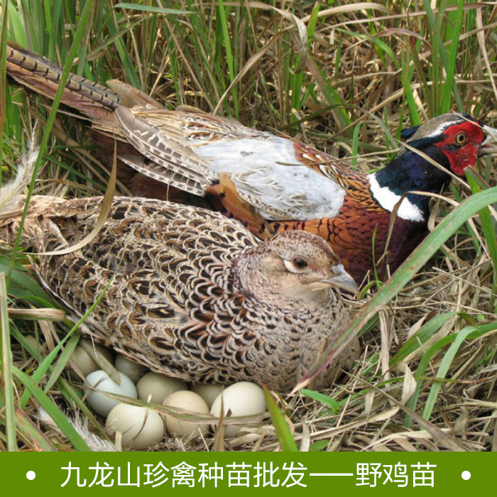 七彩山雞苗圖片/七彩山雞苗樣板圖 (3)