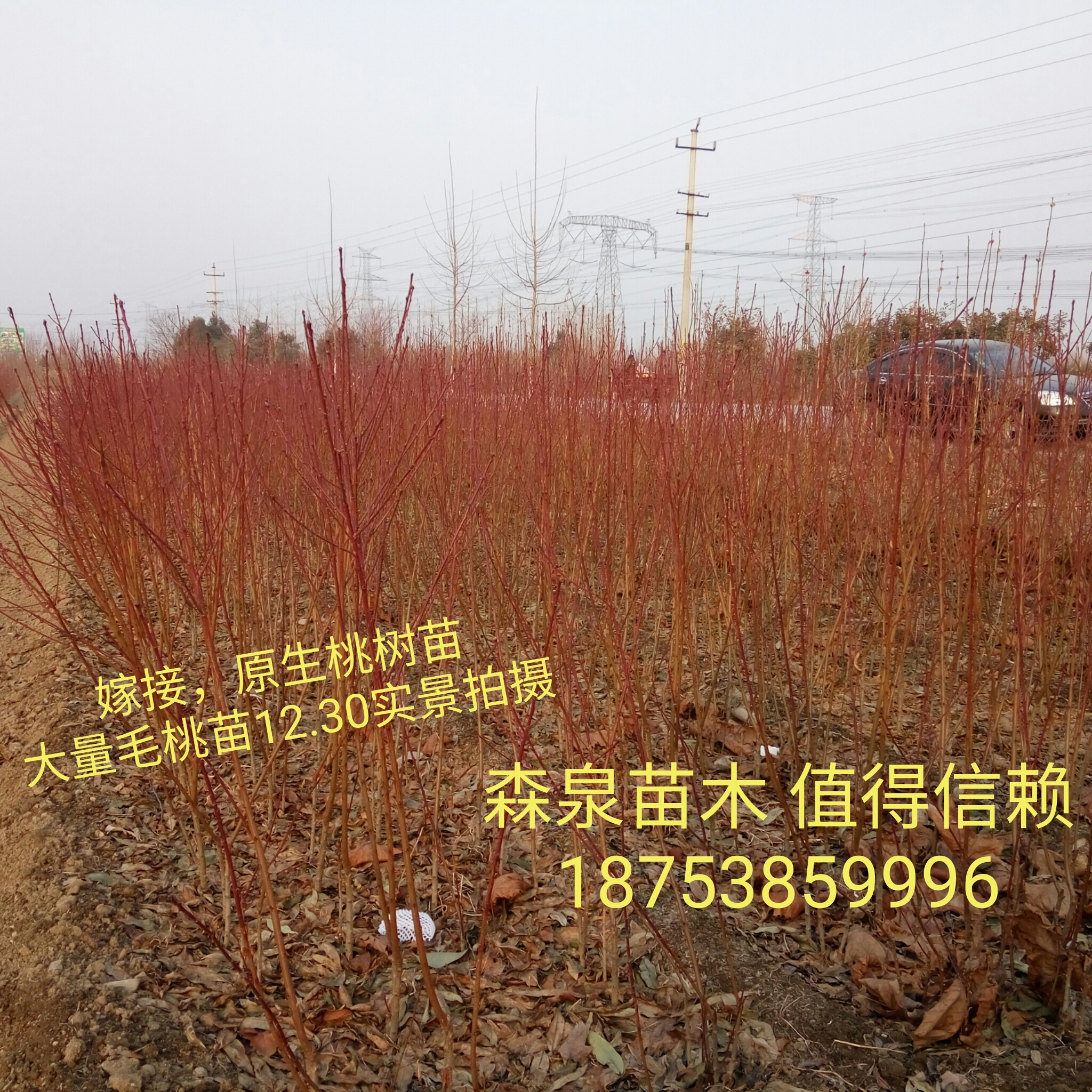 桃樹苗多少錢一株？山東桃樹苗基地