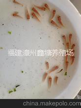 羅非魚圖片/羅非魚樣板圖 (3)