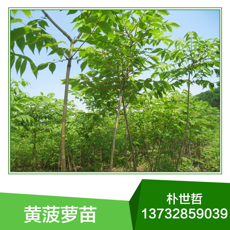 基地直銷 黃菠蘿苗木 黃菠蘿樹苗 小苗批發(fā)