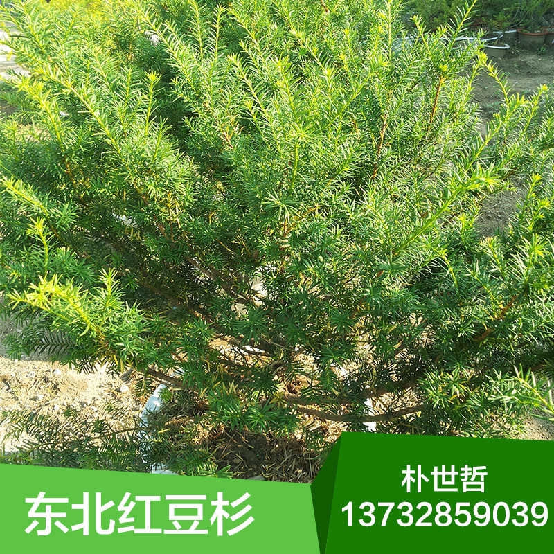 紅豆杉苗圖片/紅豆杉苗樣板圖 (1)