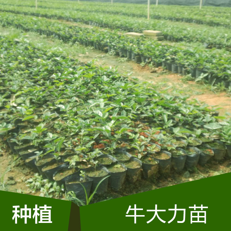 牛大力種苗圖片/牛大力種苗樣板圖 (1)