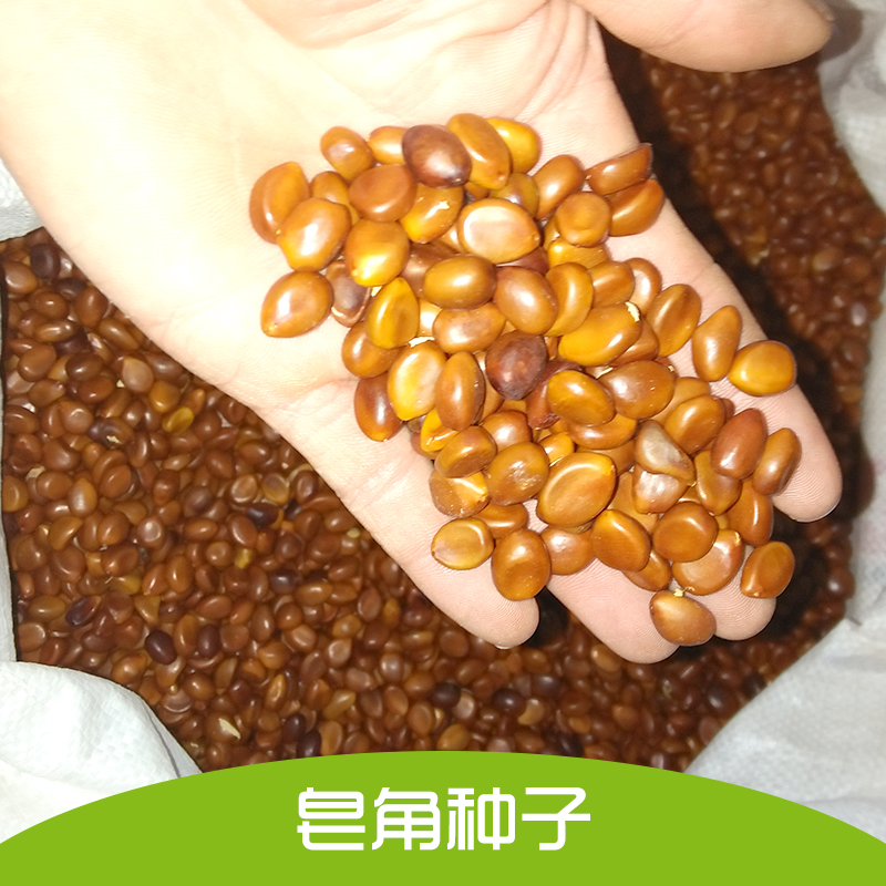 皂角圖片/皂角樣板圖 (3)