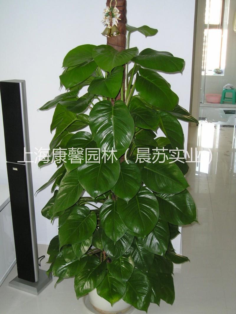 涪陵區(qū)辦公室植物擺放租賃電話 涪陵區(qū)辦公室綠植花卉租賃電話