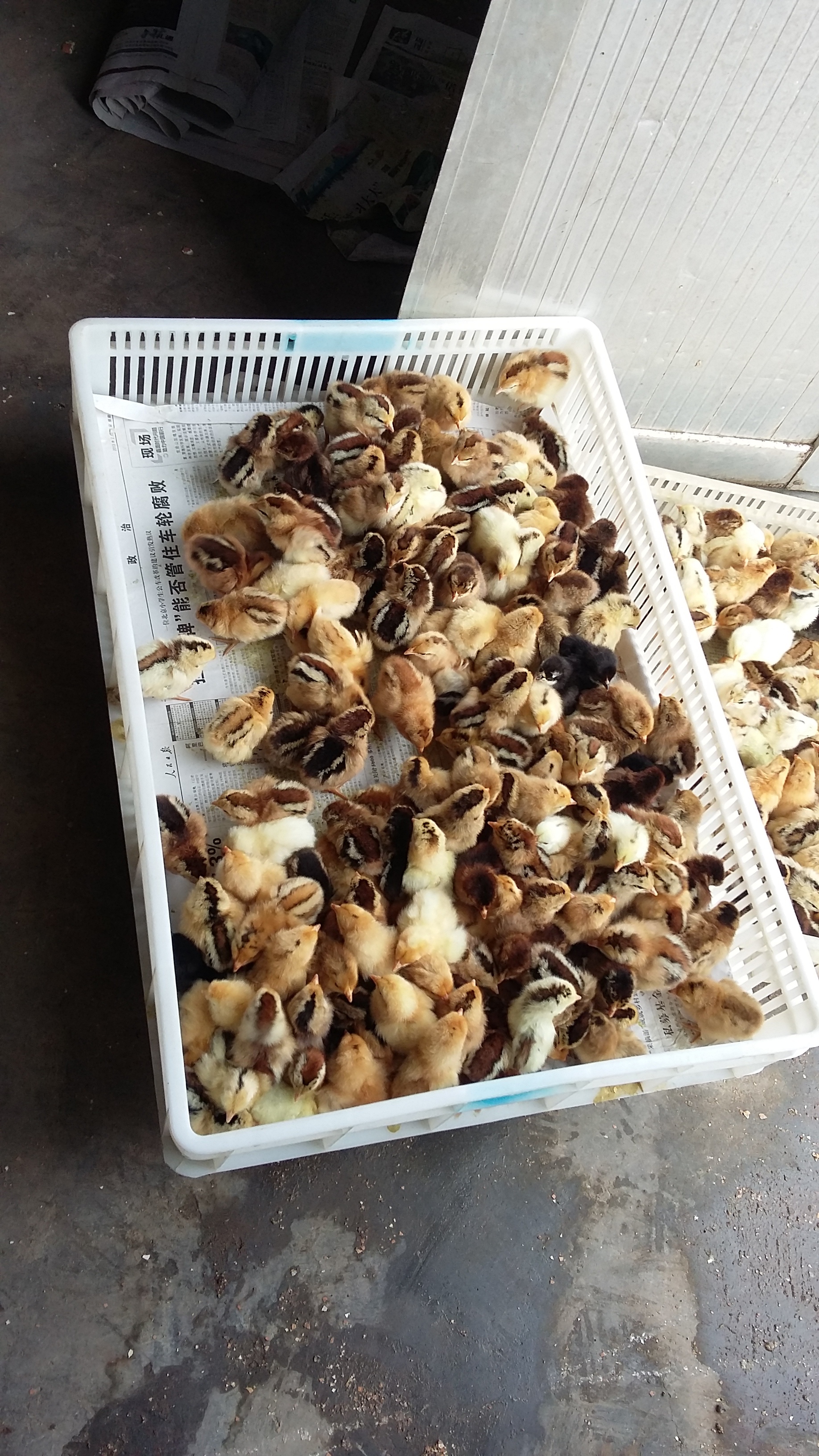 樂陵笨雞養(yǎng)殖場直銷 批發(fā)價格 多少錢一只 哪家便宜